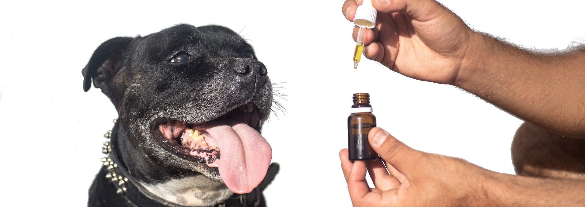 Face Favorites CBD Oil Pets Dogs